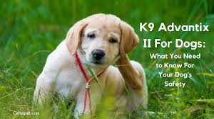 K9 Advantix Ii For Dogs What You Need To Know For Your