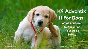 k9 advantix ii for dogs what you need to know for your