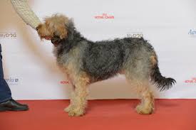 Barak Hound Wikipedia