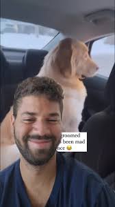 Kevin The Golden Pup