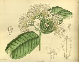 Image result for Belonophora