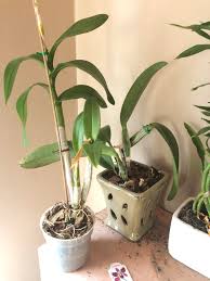 Maybe you would like to learn more about one of these? My Local Ace Hardware Had These Two For Sale For 25 W Pot And 15 Without I Convinced Her To Give Both Of Them To Me For 12 Now To Rehabilitate The
