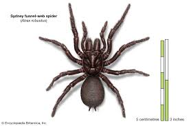 However, whilst both are potentially lethal the funnel web has a stronger venom which it is. Sydney Funnel Web Spider Spider Britannica