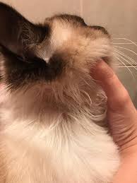 Check out inspiring examples of hairpulling artwork on deviantart, and get inspired by our community of talented artists. Hair Loss In Cats What Causes Cats To Lose Fur Around Their Necks