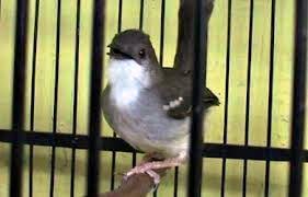 Burung ciblek termasuk salah satu burung kicauan berukuran kecil dan memiliki suara kicauan yang cukup merdu. Burung Kicau Burung Prenjak Jali