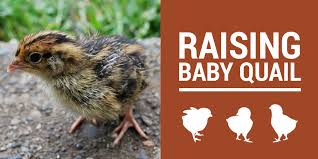 Do not feed if mold or infestation occurs. Baby Quail How To Raise Quail What To Feed Them The Tiny Life