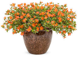 Image result for Portulaca foliosa