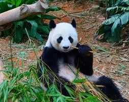 The giant panda forest was opened to the public on 29 november 2012, with a soft opening on 3 april 2013, attracting close to 1,500 visitors. Panda Singapore Zoo