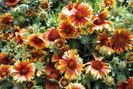 Gaillardia Grandiflora Hybrids Plants Perennials Color Mixing