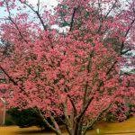 It is bordered to the west by fulton countyand contains roughly 10% of the city of atlanta. Tree Services In Decatur Tree Services Atlanta Tree Removal In Atlanta Ga Tree Trimming Pruning Savatree