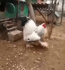 People Can T Believe How Giant This Chicken Is Bored Panda