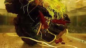 Recommended 5 gallons tank size per pair. Betta Api Api Youtube