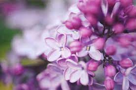 12 Facts Every Lilac Lover Should Know Lilac Tree Lilac Gardening Lilac