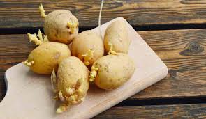 Continuate fino a terminare le patate. Come Conservare Le Patate I Segreti Per Non Farle Germogliare
