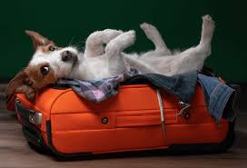 › boarding schools for dog training. Pet Boarding Daycare Near Me 07644 Bergen Passaic Animal Hospital