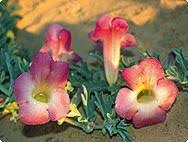 Image result for Harpagophytum zeyheri