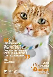 There's a lot to do to make sure you're prepared, not the least of which is choosing an adorable name for your feline. 50 Inspiring Messages Ideas Animal Rescue Pets Dog Cat