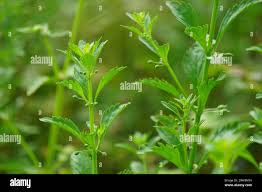 Image result for Scoparia dulcis