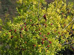 Image result for Ziziphus