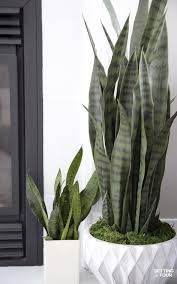 5 tips to keep your house plants thriving | katrina gwen rose do you look at those people with the most gorgeous, green, leafy house plants and think wow, they really have it all together. Snake Plant For Living Room Novocom Top