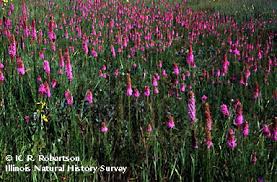 Check spelling or type a new query. Illinois Natural History Survey Links