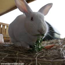 Bunnies Like Brenda Are Celebrating As The Ban On Selling Cosmetics That Have Been Tested On Animals Comes Into Force Animals Cute Animals Stop Animal Testing