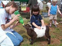 Choose from the top vendors in the chicago, il area and book today. How To Rent A Petting Zoo