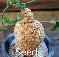 Image result for Corydalis mildbraedii