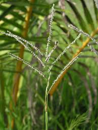 Image result for Paspalum plicatulum