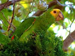Birds Outside My Window Every Morning A Flock Of Birds Lands In The Tree Outside My Bedroom Window And Sets Up A Cacophony Of Sound High Pitched Caws Birds Flock Of Birds In The Tree