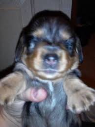 For those in kentucky there is a kentucky dachshund rescue. Miniature Dachshund Puppies For Sale In Dayton Ohio Classified Americanlisted Com