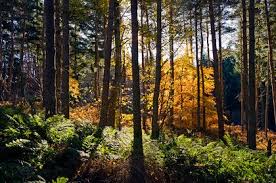 Warren Wood Autumn Xvv3731jhp Autumn Beech Tree Forest Backlit Sunshine Warren Wood Deeside Scotland On Ashentilly Road Near Tree Forest Landscape Beech Tree