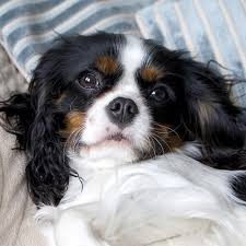 Maybe you would like to learn more about one of these? Cavalier King Charles Spaniel Pdsa