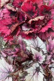 Image result for Begonia scutulum