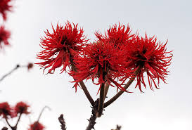 Image result for Erythrina abyssinica