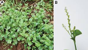 Image result for Lophiocarpus tenuissimus