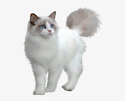 Maybe you would like to learn more about one of these? White Cat Transparent Background Png Image Transparent Png Free Download On Seekpng