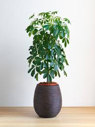 They spend plenty of time in the. Is Your Schefflera Too Leggy Reasons Umbrella Plant Is Getting Leggy