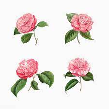 Vintage Set Of Pink Camellia Flowers Vector Premium Image By Rawpixel Com