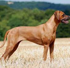 If you like one or more of our rhodesian ridgeback puppies for sale above, feel free to visit their profile pages. The Rhodesian Ridgeback 10 Facts About These South African Hounds
