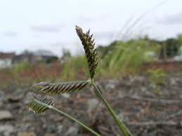 Image result for Tristachya