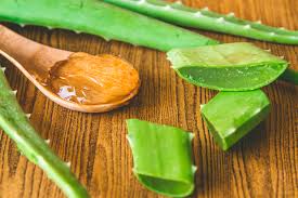 Aloe Veranin Cilde Faydalari Aloe Saglik Dogal Guzellik Ipuclari