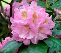 Rhododendron Scintillation Rhododendron Plant Rhododendron Plants