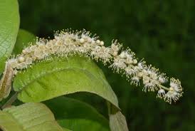 Image result for Terminalia sambesiaca