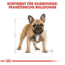 French bulldog information including personality, history, grooming, pictures, videos, and the akc breed standard. Royal Canin French Bulldog Adult Gunstig Kaufen Zooplus