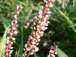 Image result for Persicaria