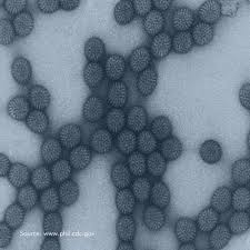 Image result for Rotavirus