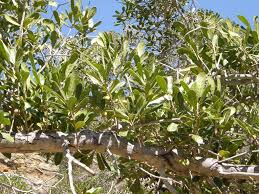 Image result for Uapaca