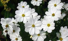 Rubem Porto Jr - Beautiful Flower - 1024x624 - Download HD Wallpaper -  WallpaperTip