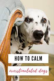 We did not find results for: How To Calm A Dog Down The Dog Guide San Antonio